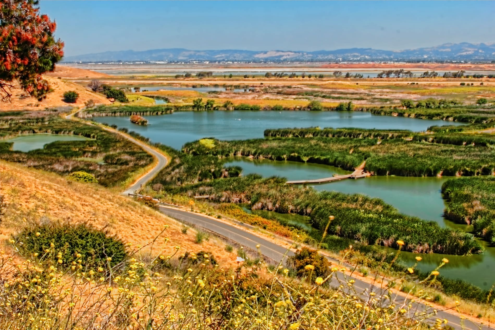 The city of Fremont, California seen from the Coyote Hills, with Mission Peak beyond