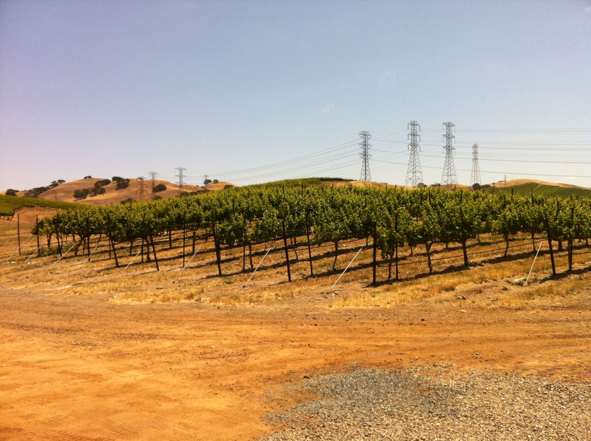 Rows of vines in the Livermore Valley AVA