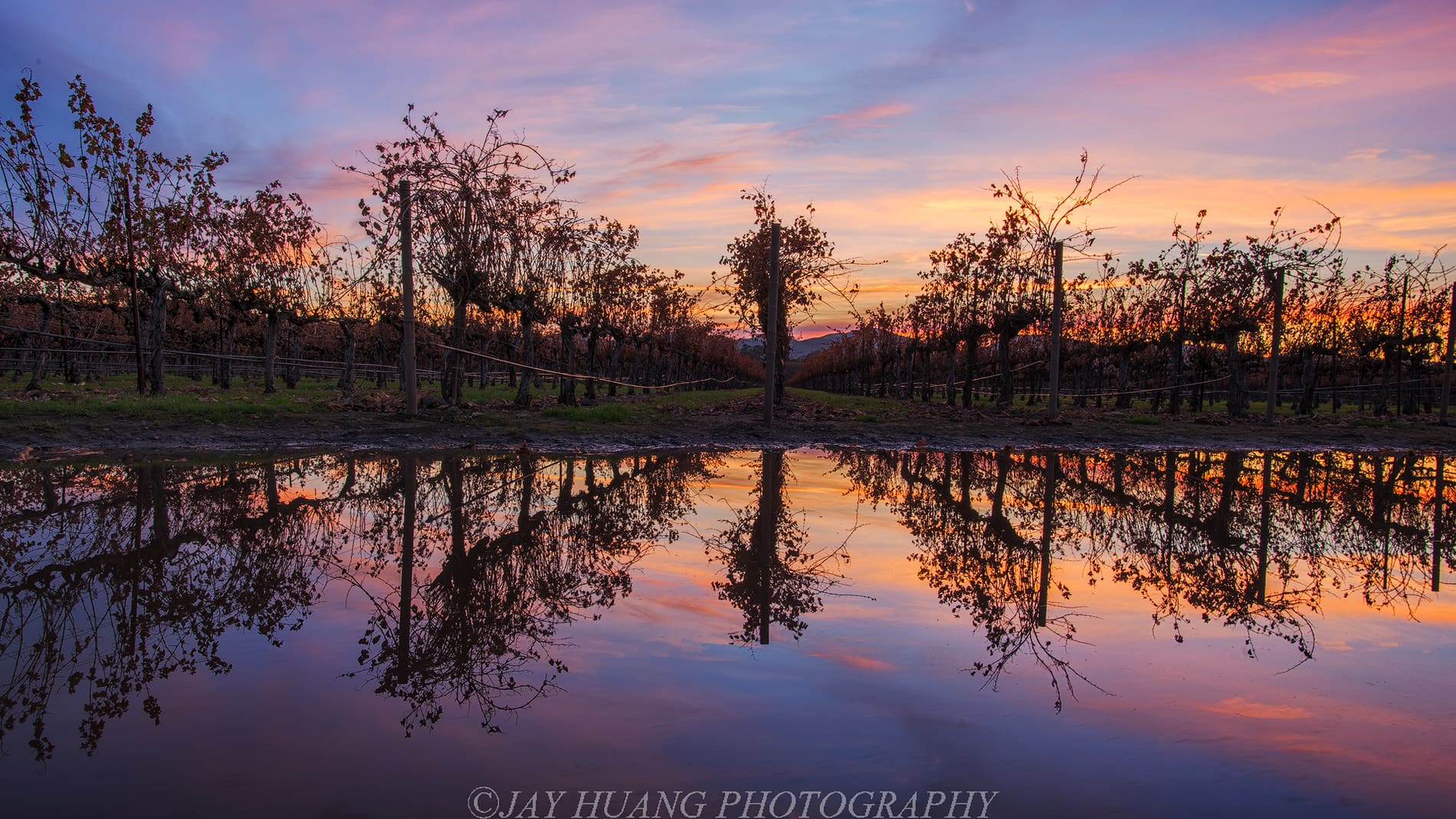 Vineyards at sunset in the hills near Pleasanton